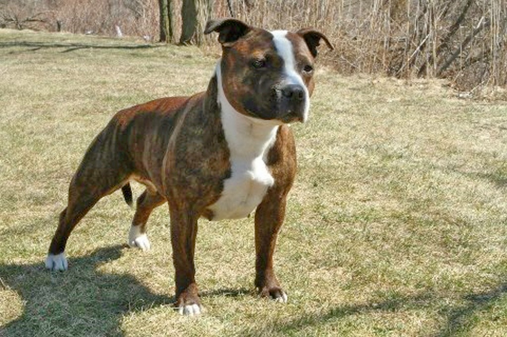 Manorview Staffords, Staffordshire Bull Terriers, Manorville, New York